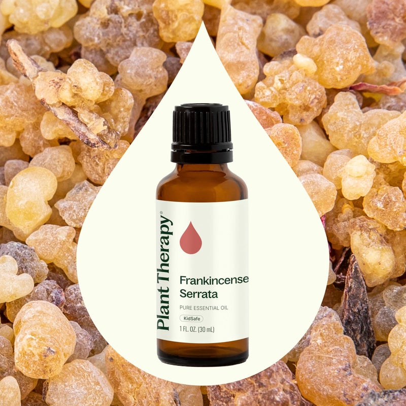 Plant Therapy Frankincense Serrata Essential Oil 100% Pure, Undiluted, Natural Aromatherapy, Therapeutic Grade 30 mL (1 oz) - Image 3